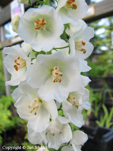 Verbascum phoeniceum 'White Bride', purppuratulikukka